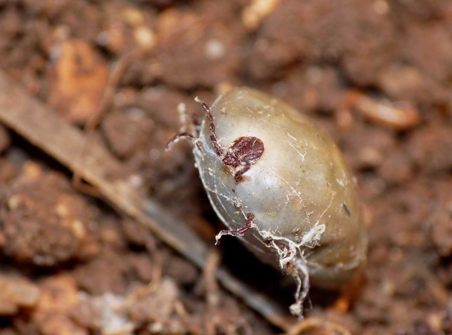 Zecca gigante con uova